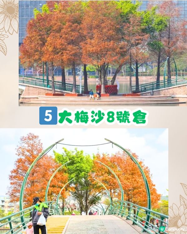 深圳秋日落羽杉地圖🗺️必打卡5大推介‼️超靚湖景/寫意cafe☕️
