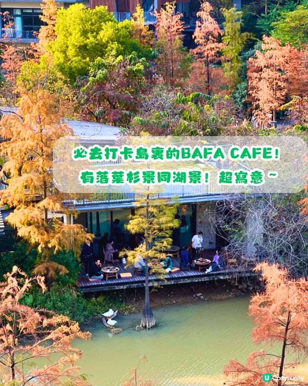 深圳秋日落羽杉地圖🗺️必打卡5大推介‼️超靚湖景/寫意cafe☕️
