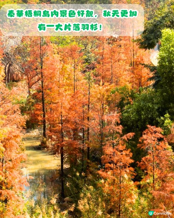 深圳秋日落羽杉地圖🗺️必打卡5大推介‼️超靚湖景/寫意cafe☕️