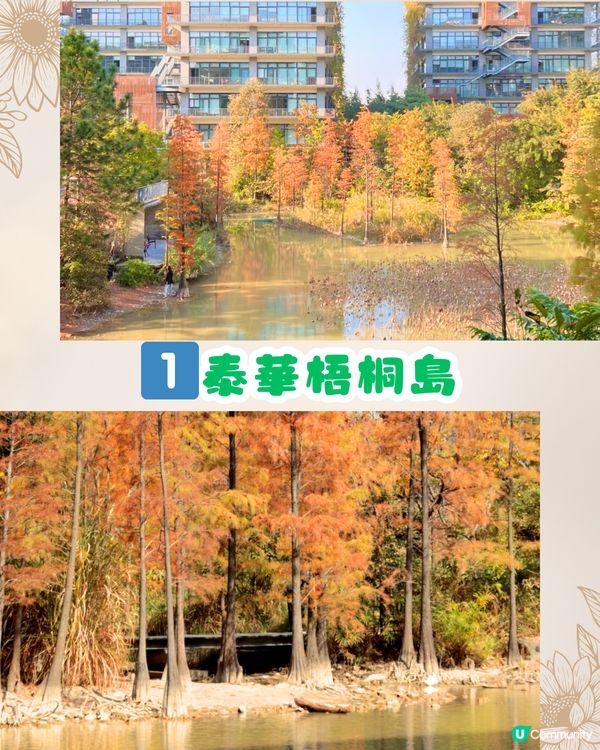 深圳秋日落羽杉地圖🗺️必打卡5大推介‼️超靚湖景/寫意cafe☕️
