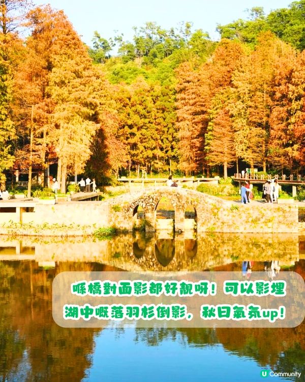 深圳秋日落羽杉地圖🗺️必打卡5大推介‼️超靚湖景/寫意cafe☕️