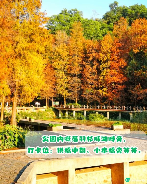 深圳秋日落羽杉地圖🗺️必打卡5大推介‼️超靚湖景/寫意cafe☕️