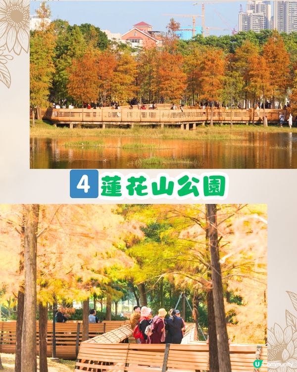 深圳秋日落羽杉地圖🗺️必打卡5大推介‼️超靚湖景/寫意cafe☕️