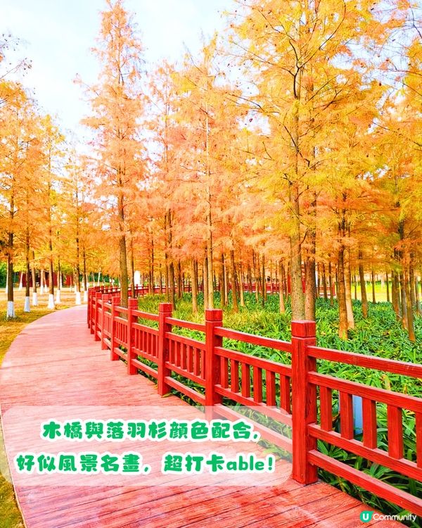 深圳秋日落羽杉地圖🗺️必打卡5大推介‼️超靚湖景/寫意cafe☕️