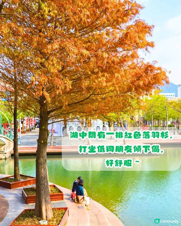 深圳秋日落羽杉地圖🗺️必打卡5大推介‼️超靚湖景/寫意cafe☕️