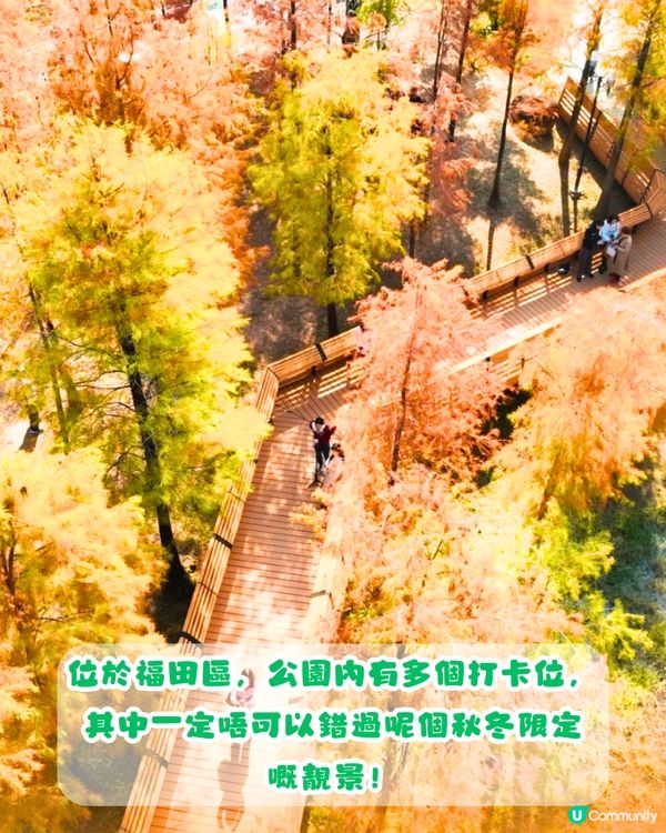 深圳秋日落羽杉地圖🗺️必打卡5大推介‼️超靚湖景/寫意cafe☕️