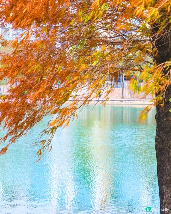 深圳秋日落羽杉地圖🗺️必打卡5大推介‼️超靚湖景/寫意cafe☕️