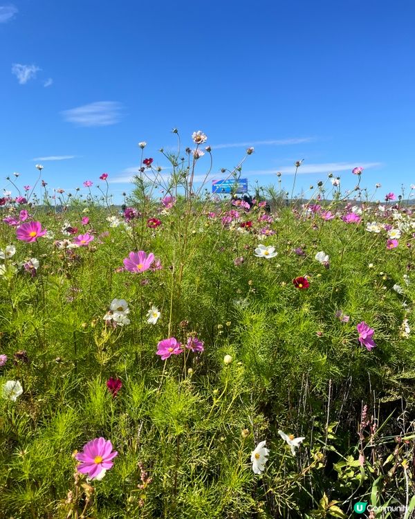 Shiwei Glamour Mingzhan Touris...