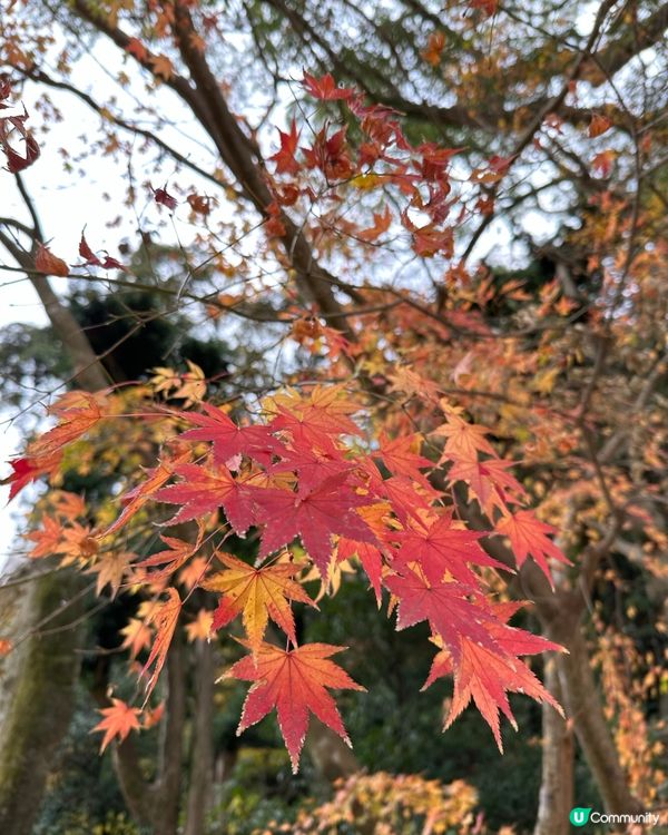 2024年🇯🇵追楓🍁福岡賞紅葉秘點🎯