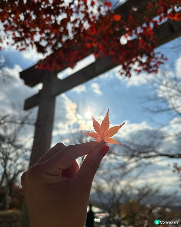 2024年🇯🇵追楓🍁福岡賞紅葉秘點🎯