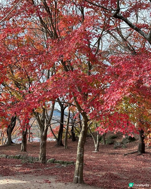2024年🇯🇵追楓🍁福岡賞紅葉秘點🎯