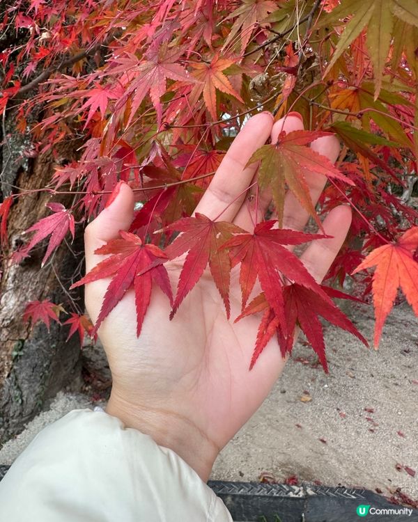 2024年🇯🇵追楓🍁福岡賞紅葉秘點🎯