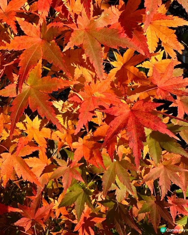 2024年🇯🇵追楓🍁福岡賞紅葉秘點🎯