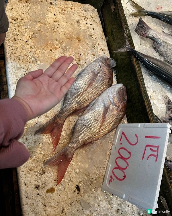 🐟福岡都有築地？美味漁獲私房去處「長浜鮮魚市場」