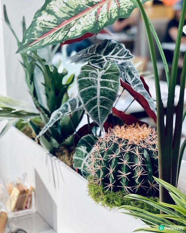 今餐泰滿足啦💕😆