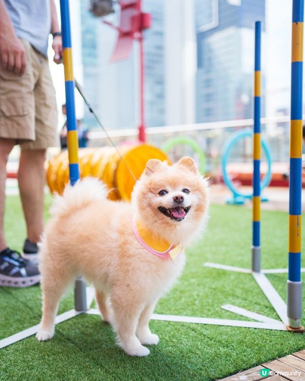 MEGABOX全新寵物樂園｜狗狗放電好去處