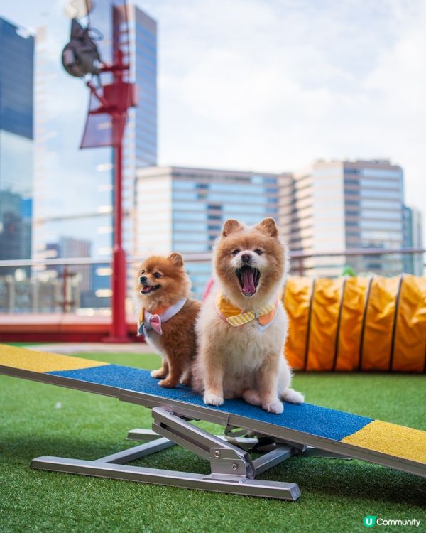 MEGABOX全新寵物樂園｜狗狗放電好去處