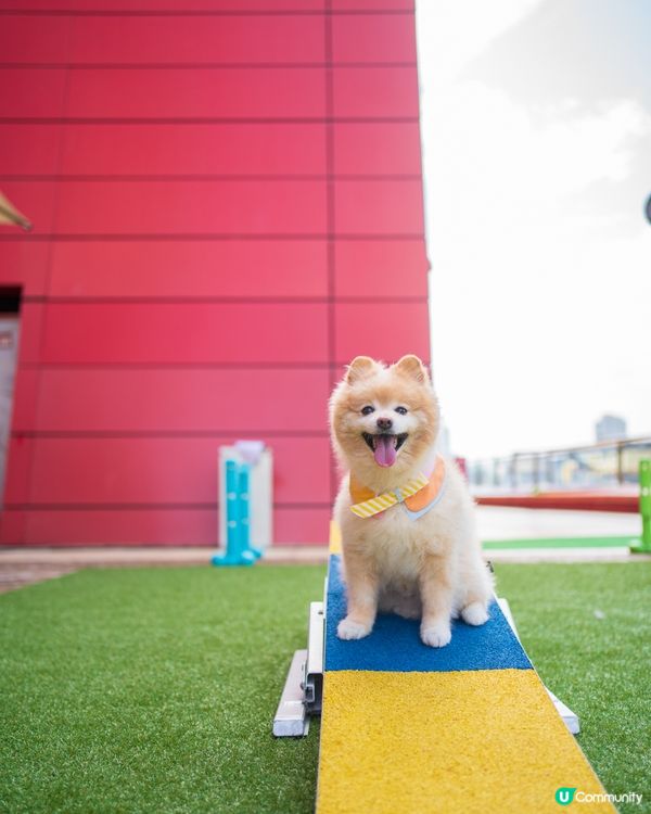 MEGABOX全新寵物樂園｜狗狗放電好去處