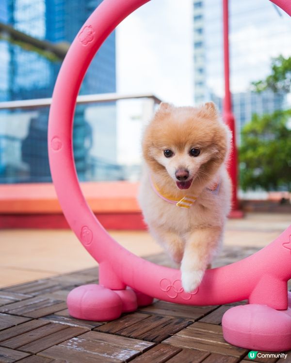 MEGABOX全新寵物樂園｜狗狗放電好去處