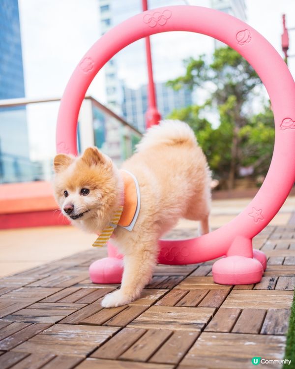 MEGABOX全新寵物樂園｜狗狗放電好去處