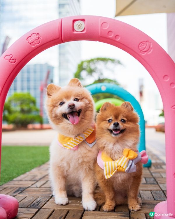 MEGABOX全新寵物樂園｜狗狗放電好去處