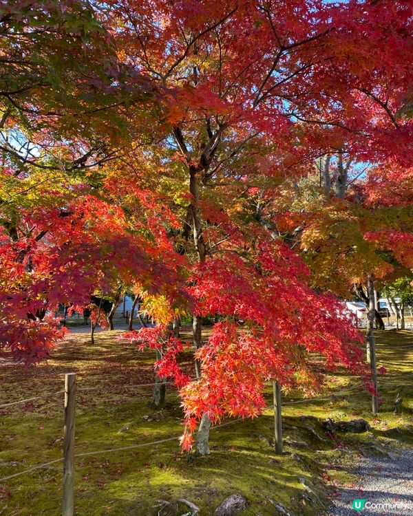 🎌🎍京都嵐山💯竹筒烏冬🎋🎎