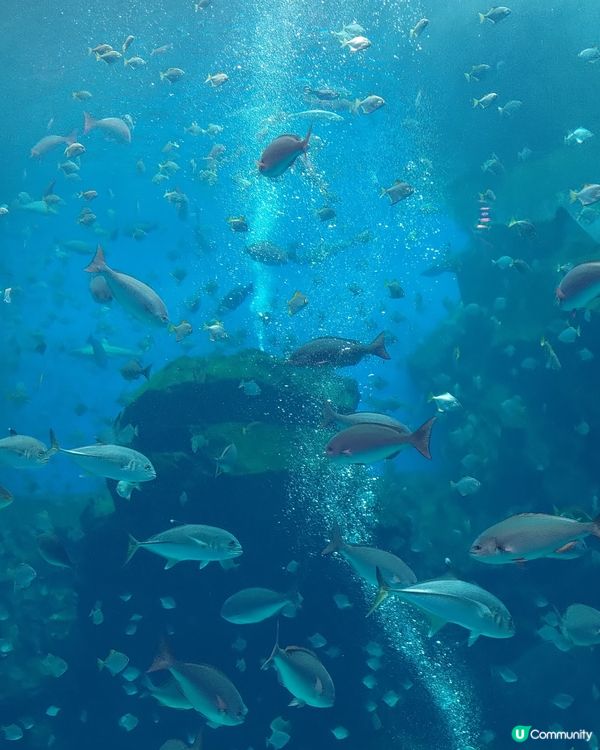 🐠台灣桃園必去水族館！打卡熱點📸