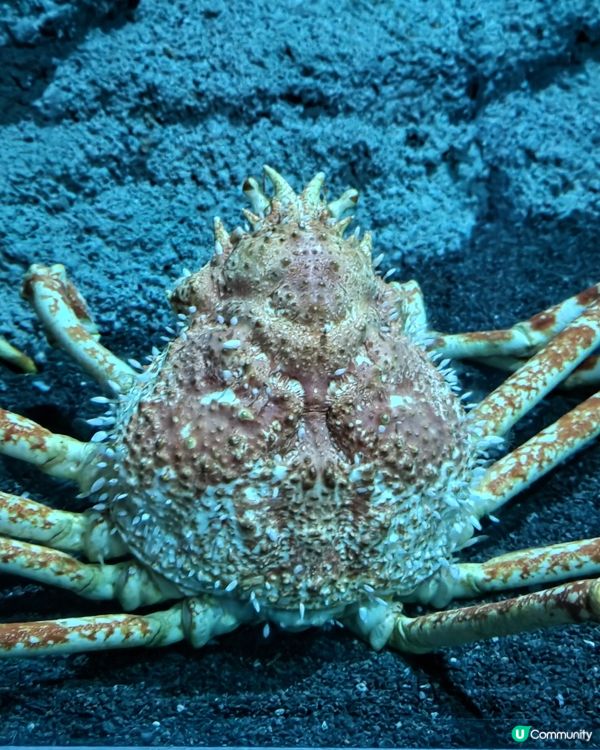 🐠台灣桃園必去水族館！打卡熱點📸