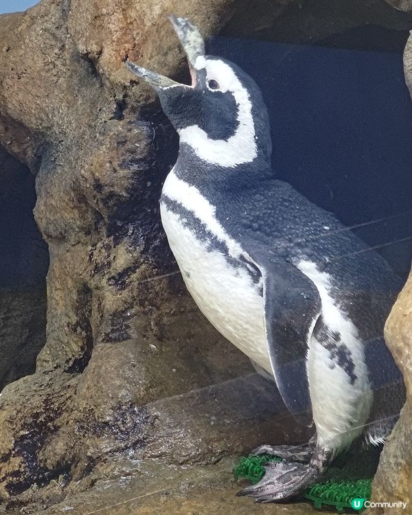 🐠台灣桃園必去水族館！打卡熱點📸