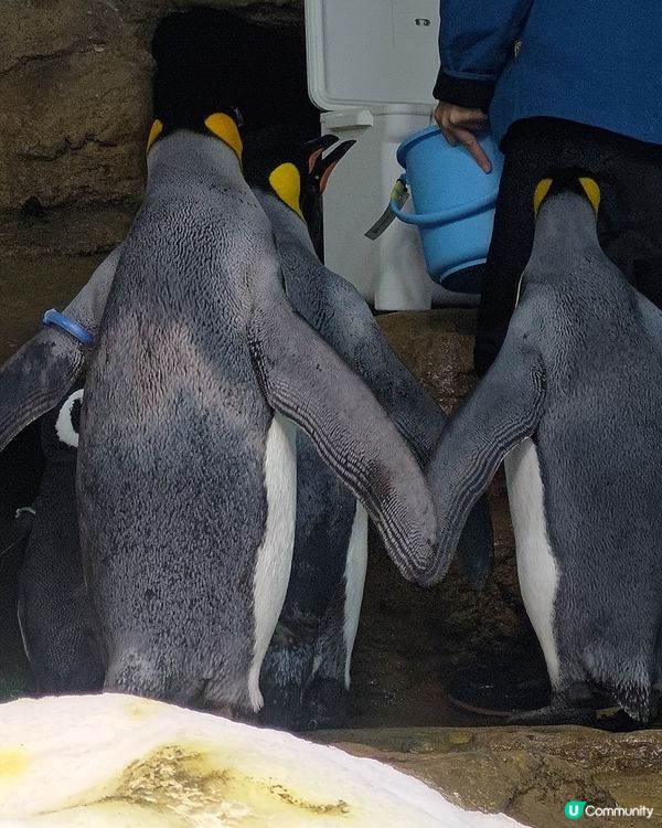 🐠台灣桃園必去水族館！打卡熱點📸