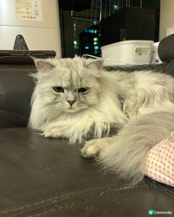 唔開心嘅mochii仔🥺