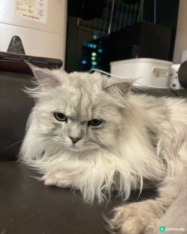 唔開心嘅mochii仔🥺