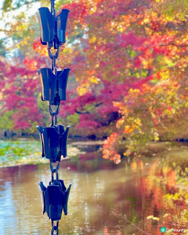 《🎌秋季旅行》青森弘前城🏯日本國花菊花紅葉祭🍁