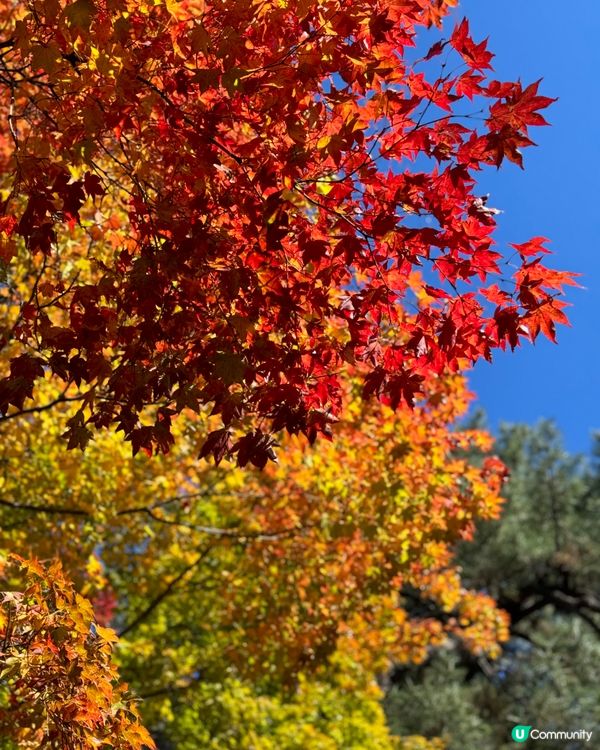 《🎌秋季旅行》青森弘前城🏯日本國花菊花紅葉祭🍁