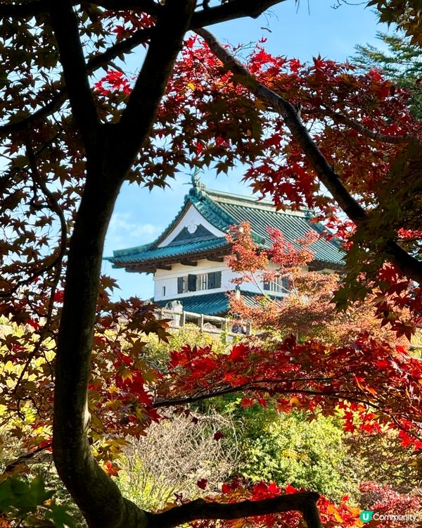 《🎌秋季旅行》青森弘前城🏯日本國花菊花紅葉祭🍁