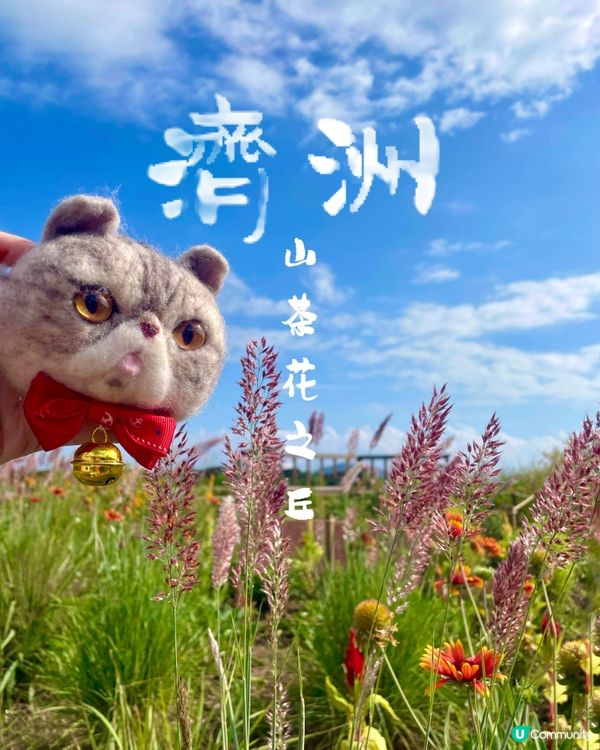 🇰🇷濟洲 Camellia Hill🌺山茶花之丘