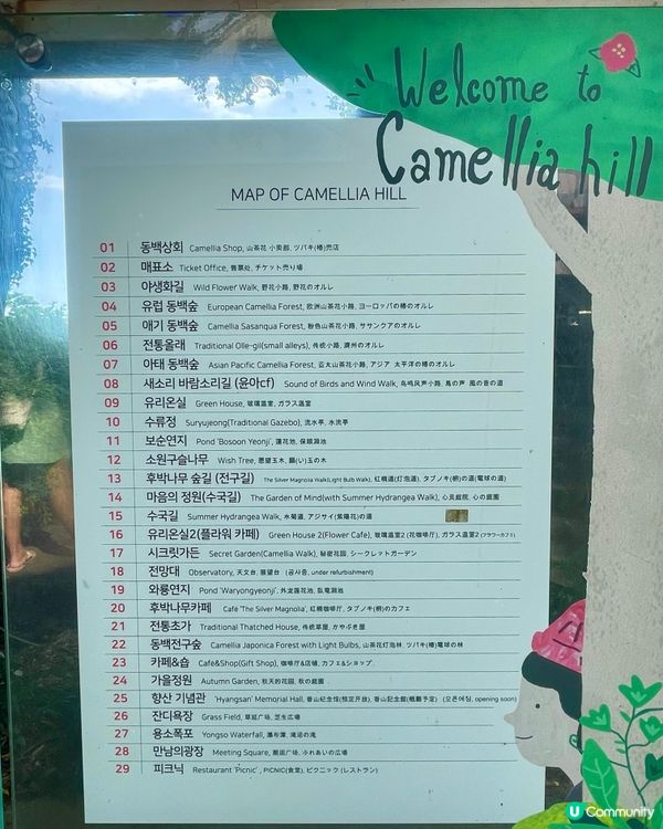 🇰🇷濟洲 Camellia Hill🌺山茶花之丘