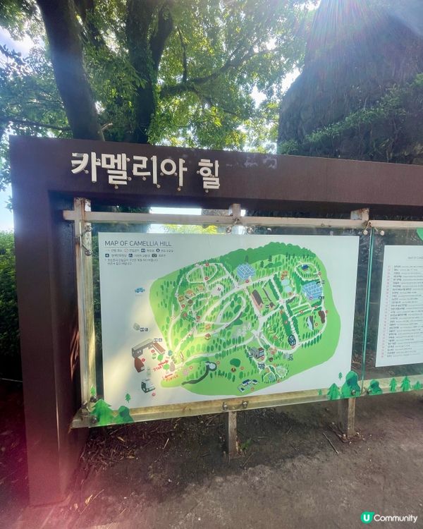 🇰🇷濟洲 Camellia Hill🌺山茶花之丘