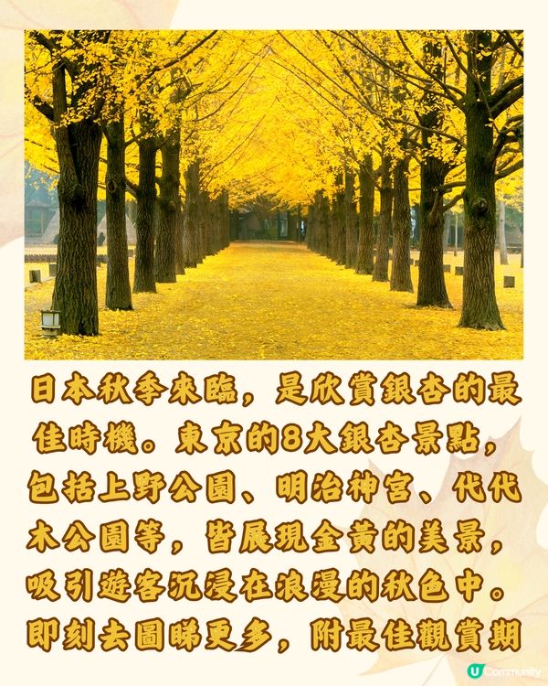 東京銀杏8大景點推介🇯🇵打卡300米絕美金色隧道💛附最佳觀賞期