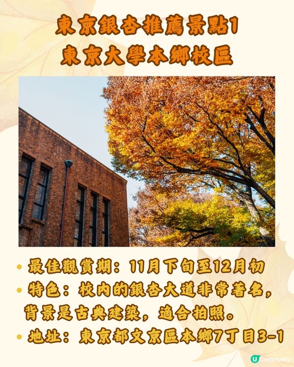 東京銀杏8大景點推介🇯🇵打卡300米絕美金色隧道💛附最佳觀賞期