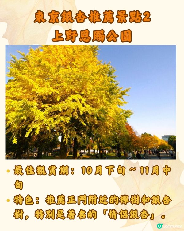 東京銀杏8大景點推介🇯🇵打卡300米絕美金色隧道💛附最佳觀賞期