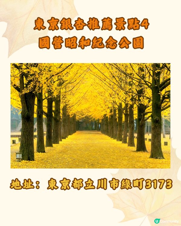 東京銀杏8大景點推介🇯🇵打卡300米絕美金色隧道💛附最佳觀賞期