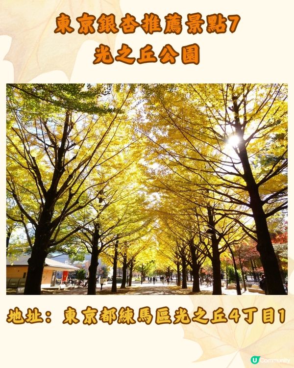 東京銀杏8大景點推介🇯🇵打卡300米絕美金色隧道💛附最佳觀賞期