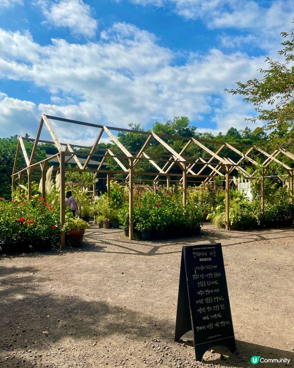 🇰🇷濟洲 Camellia Hill🌺山茶花之丘