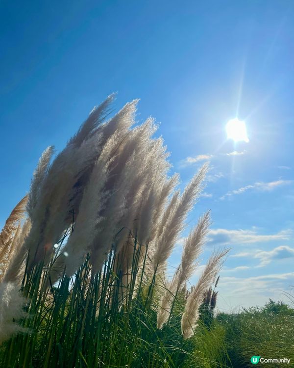 🇰🇷濟洲 Camellia Hill🌺山茶花之丘