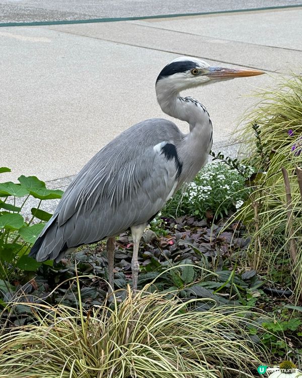 大濠公園💚🇯🇵福岡野餐好去處👍🏻