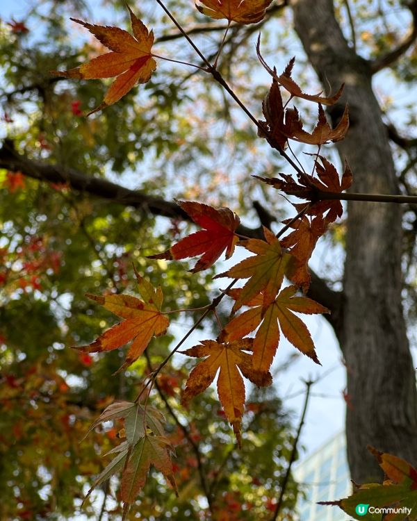 大濠公園💚🇯🇵福岡野餐好去處👍🏻
