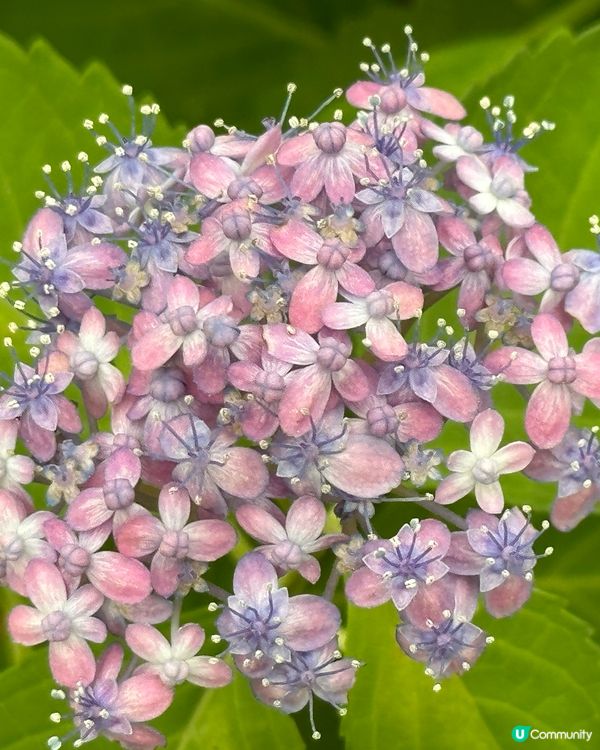 🇯🇵筥崎宮⛩️銭洗御神水              💵守護財運👛