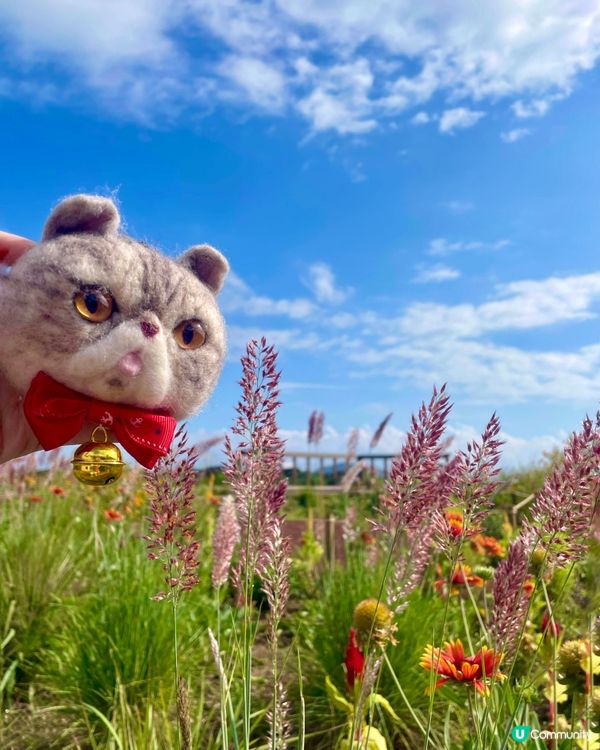 🇰🇷濟洲 Camellia Hill🌺山茶花之丘