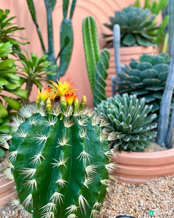 🌵沙田新城市綠洲，妍妍帶你唱遊仙人掌植物園❤️🥰